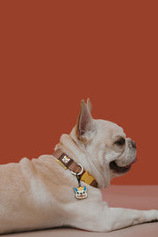 Pet Walk Dashun Collar