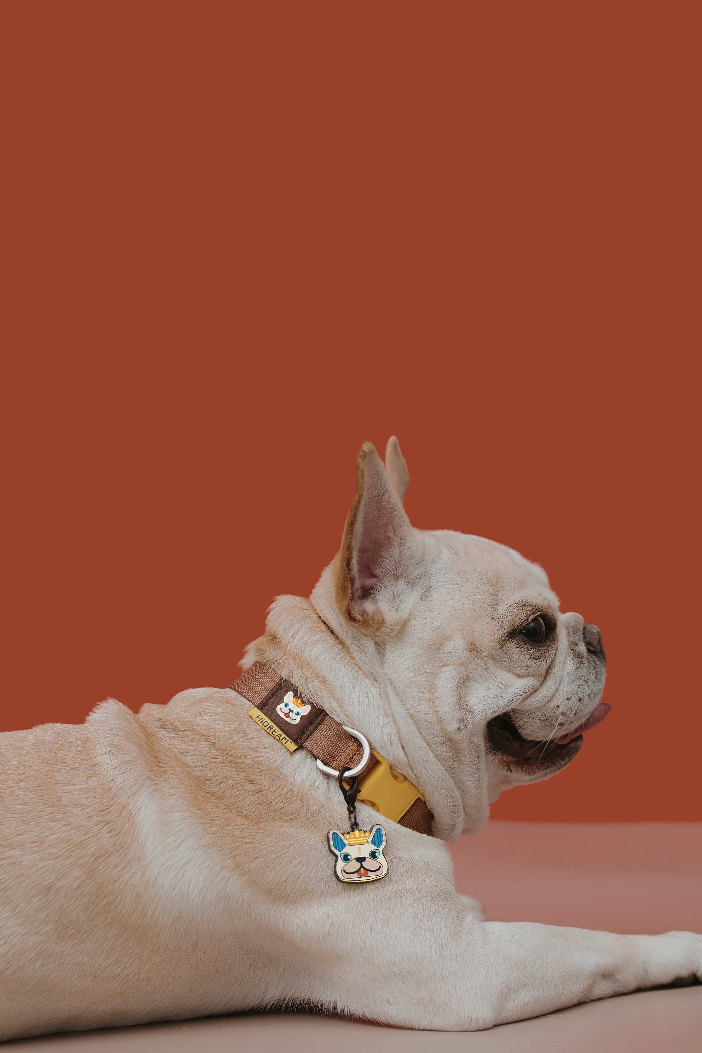 Pet Walk Dashun Collar