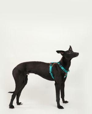 Urban Canine