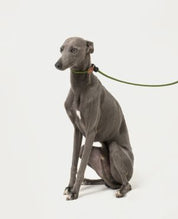 Pawsome Control Leash