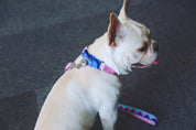Rainbow Series - Color Contrasting Buffer Collar