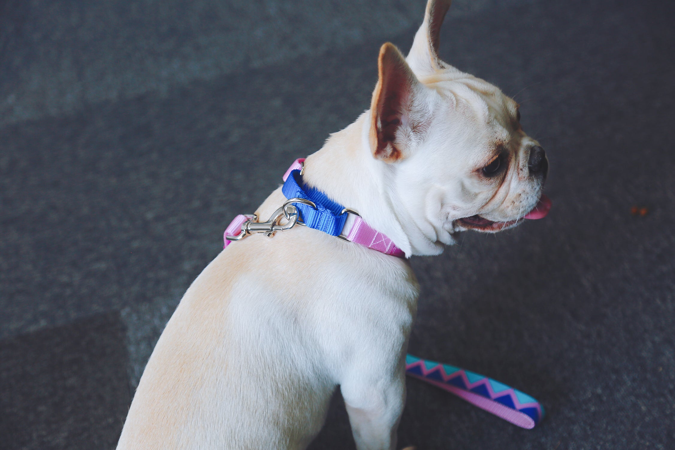 Rainbow Series - Color Contrasting Buffer Collar