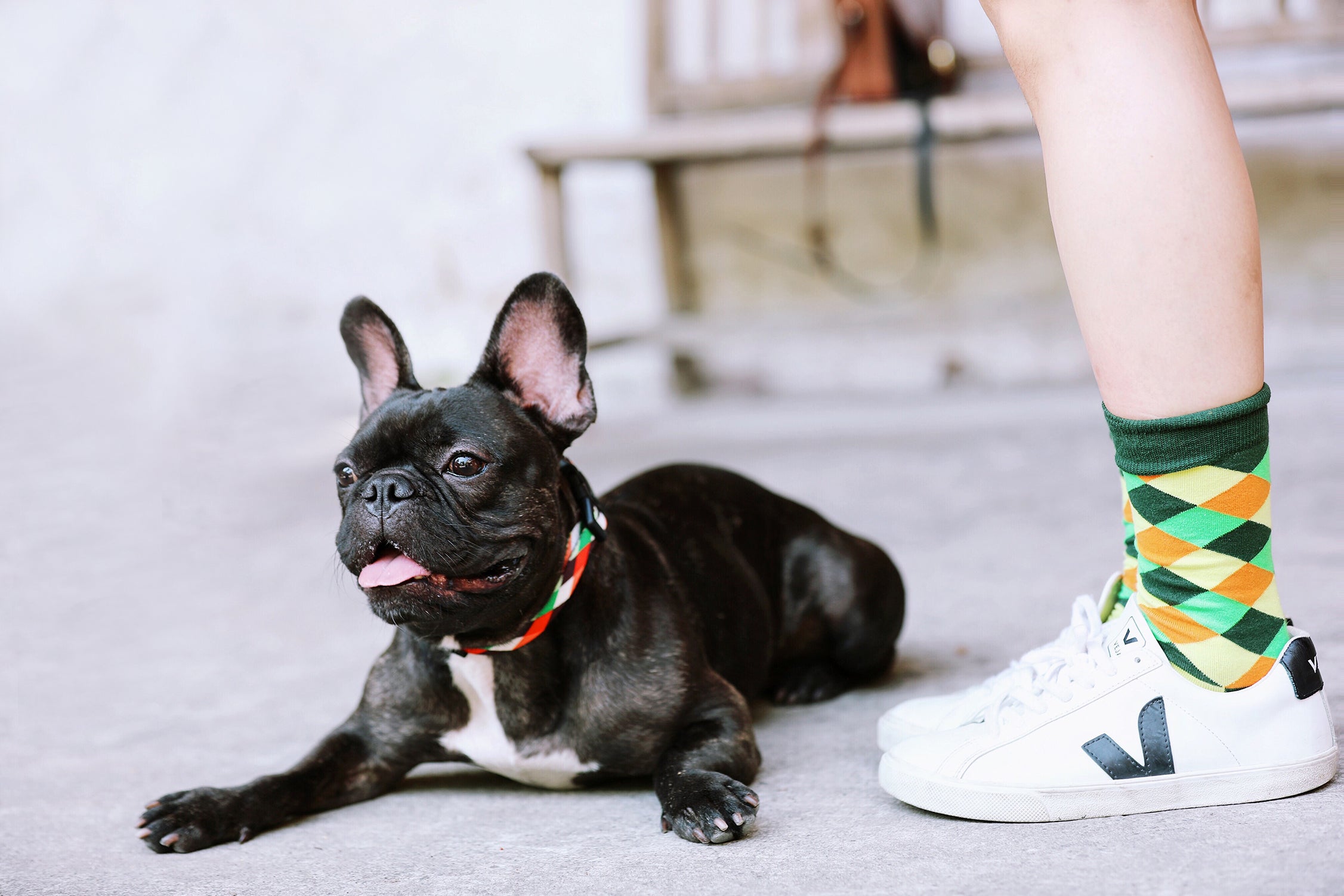 Colorful Series - Collar