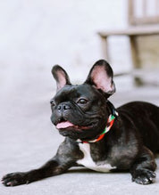 Aloha Paws Collar