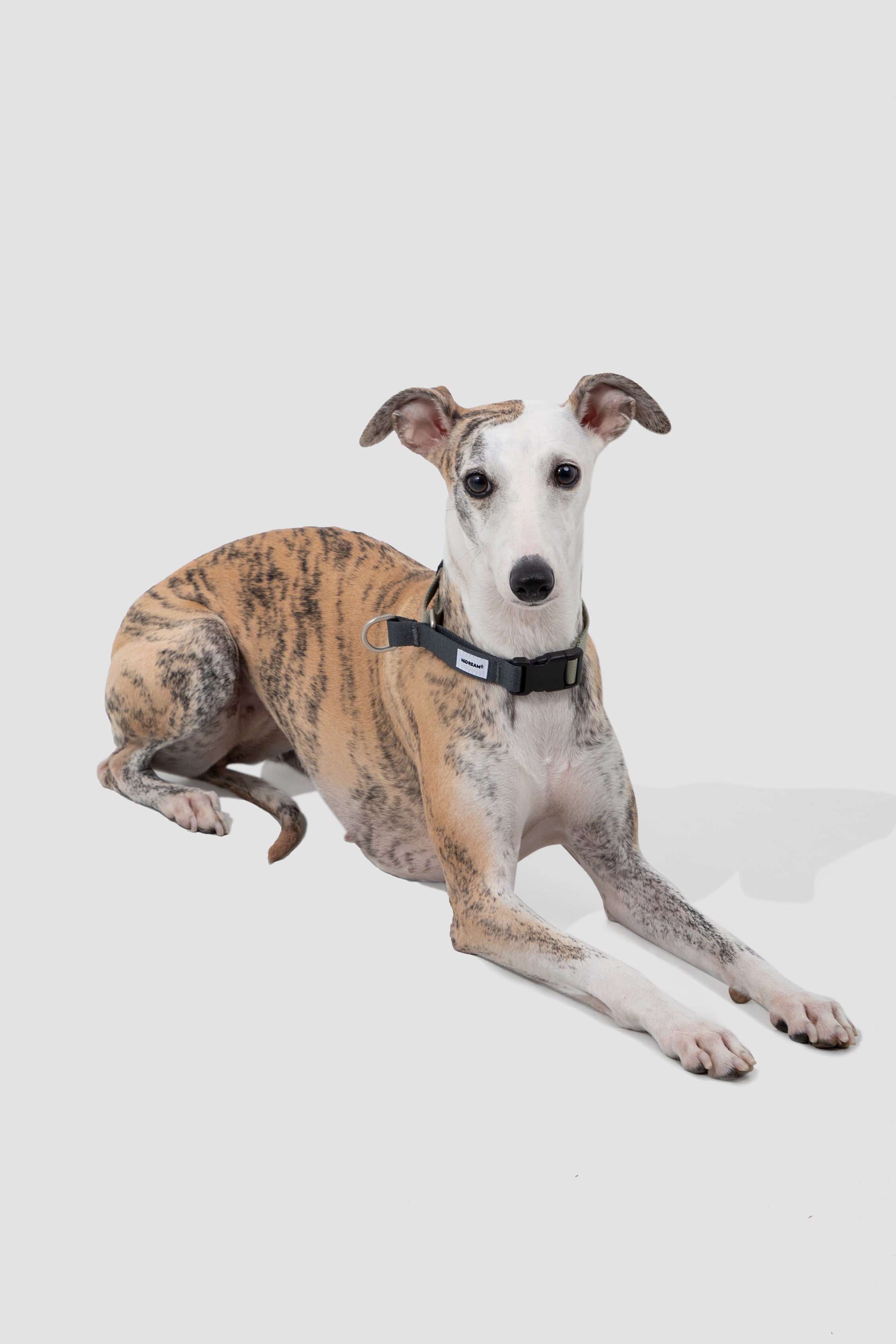 Valley Series Dog Half P Explosion proof Clash Collar