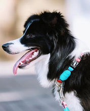 Aloha Paws Collar