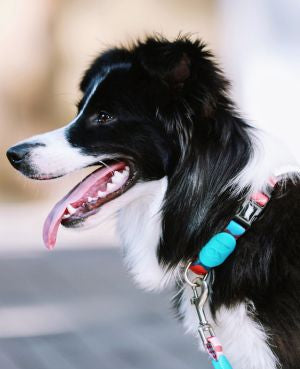 Aloha Paws Collar