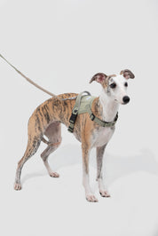 Valley series explosion-proof punching speed through dog chest and back