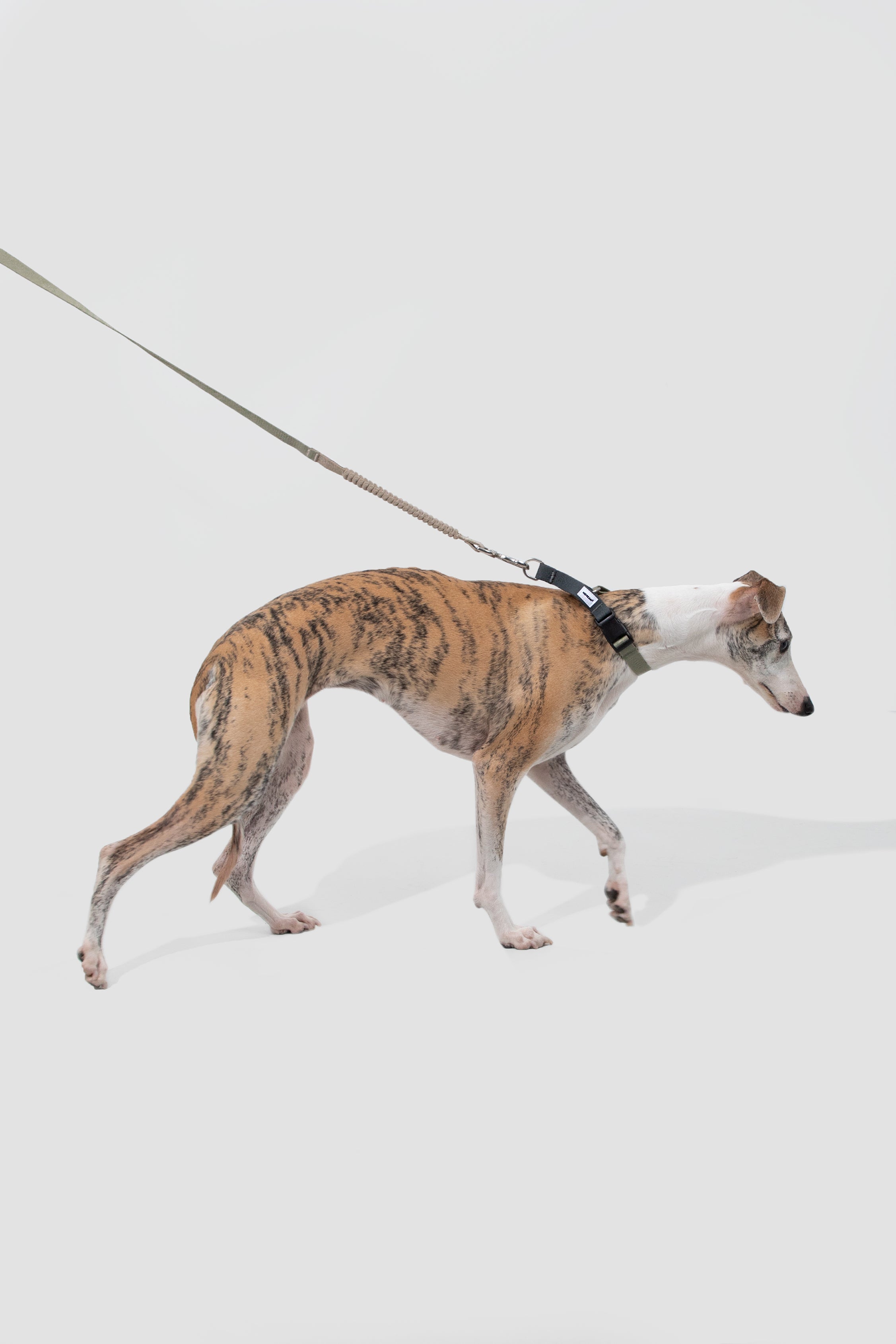 Valley Series Dog Half P Explosion proof Clash Collar