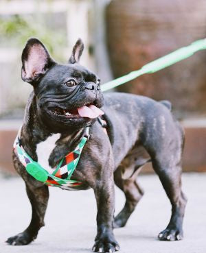 Aloha Paws Vest