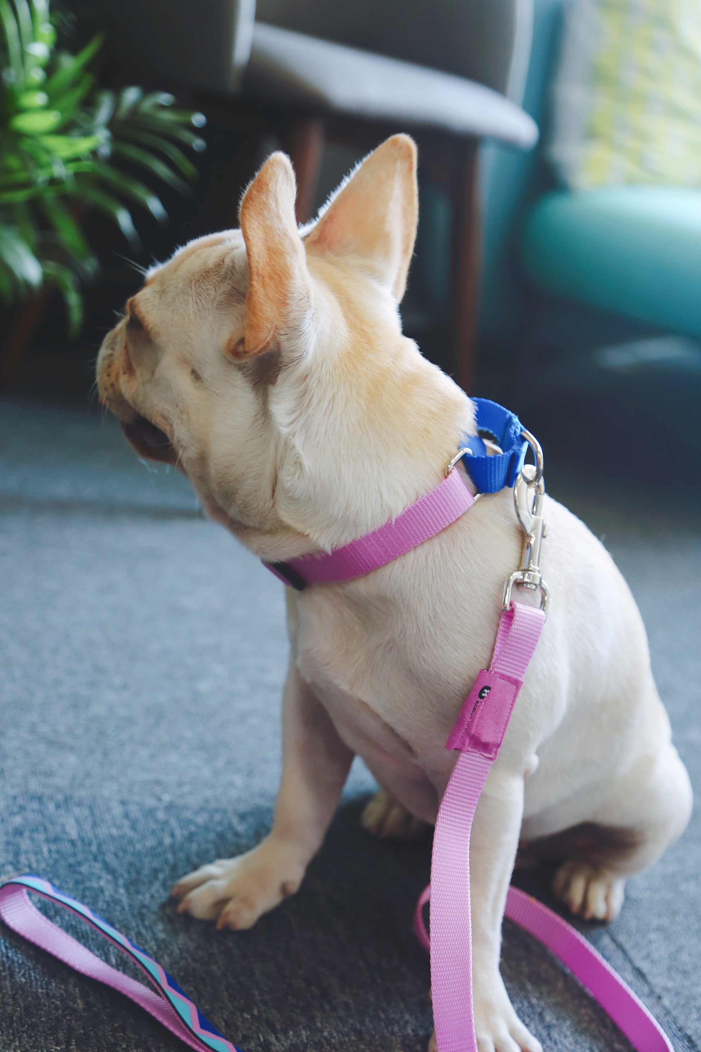 Rainbow Series - Color Contrasting Buffer Collar