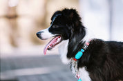 Colorful Series - Collar