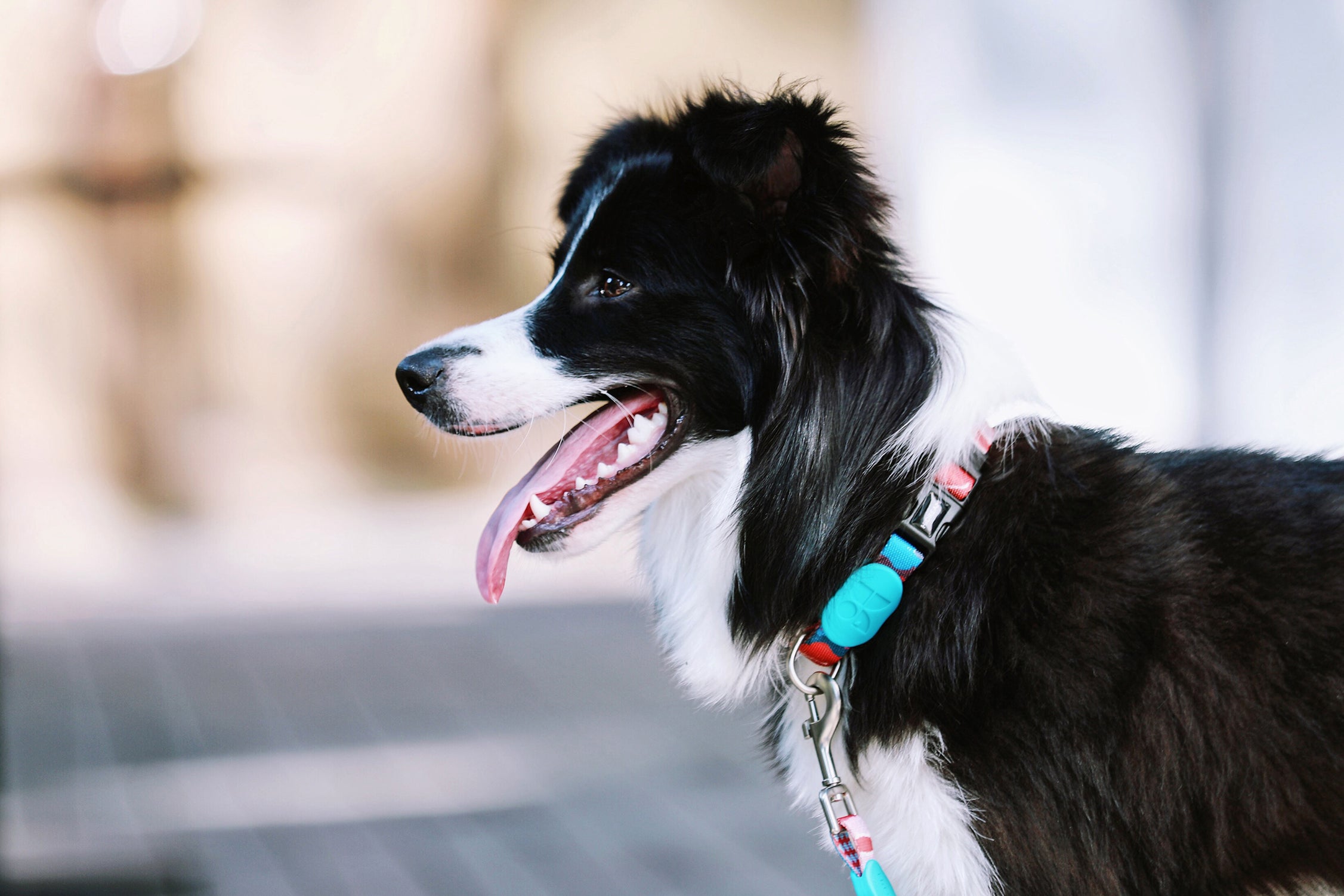 Colorful Series - Collar