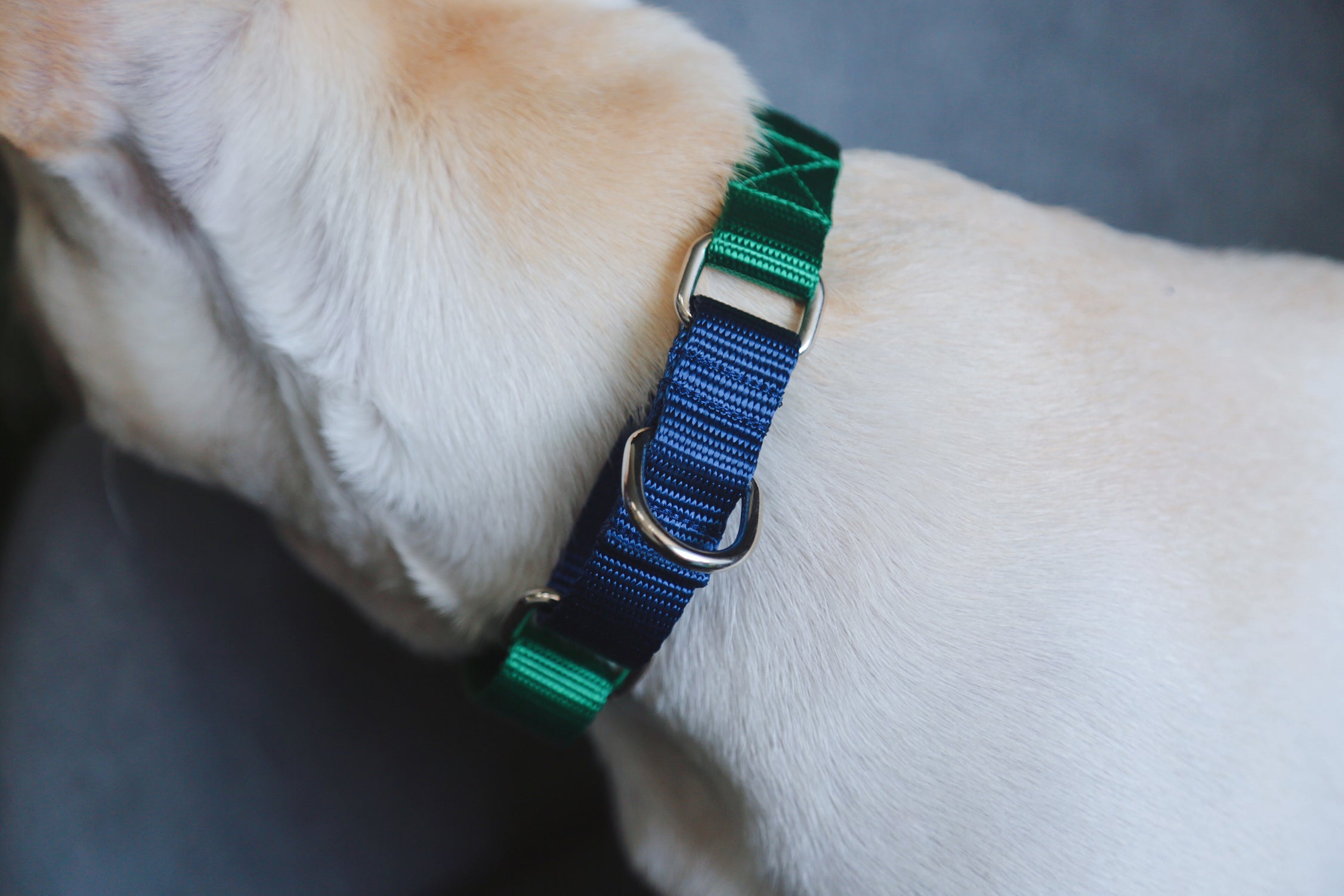 Rainbow Series - Color Contrasting Buffer Collar