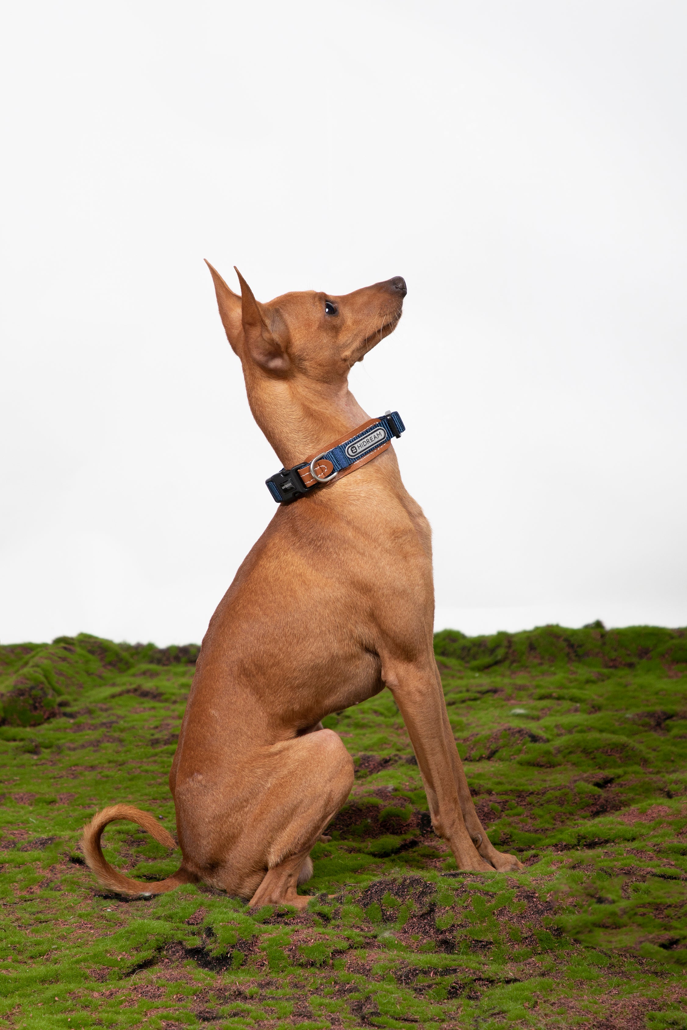 Bobo Series - Leather Collar with Spliced Leather