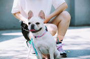 Colorful Series - Collar