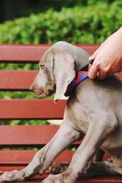 Rainbow Series - Collar