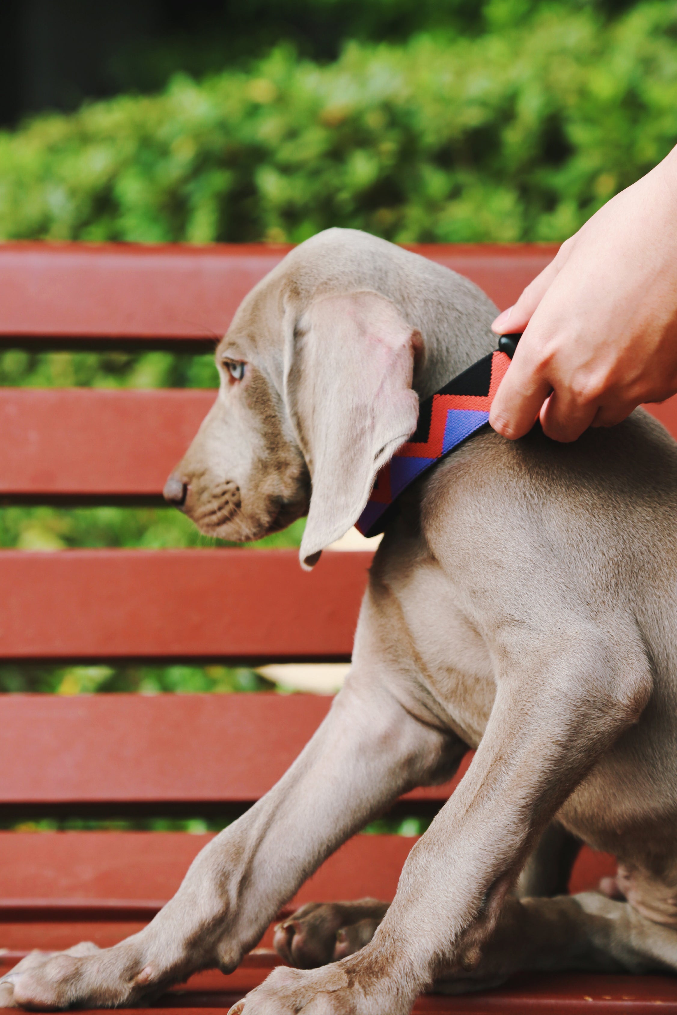Rainbow Series - Collar