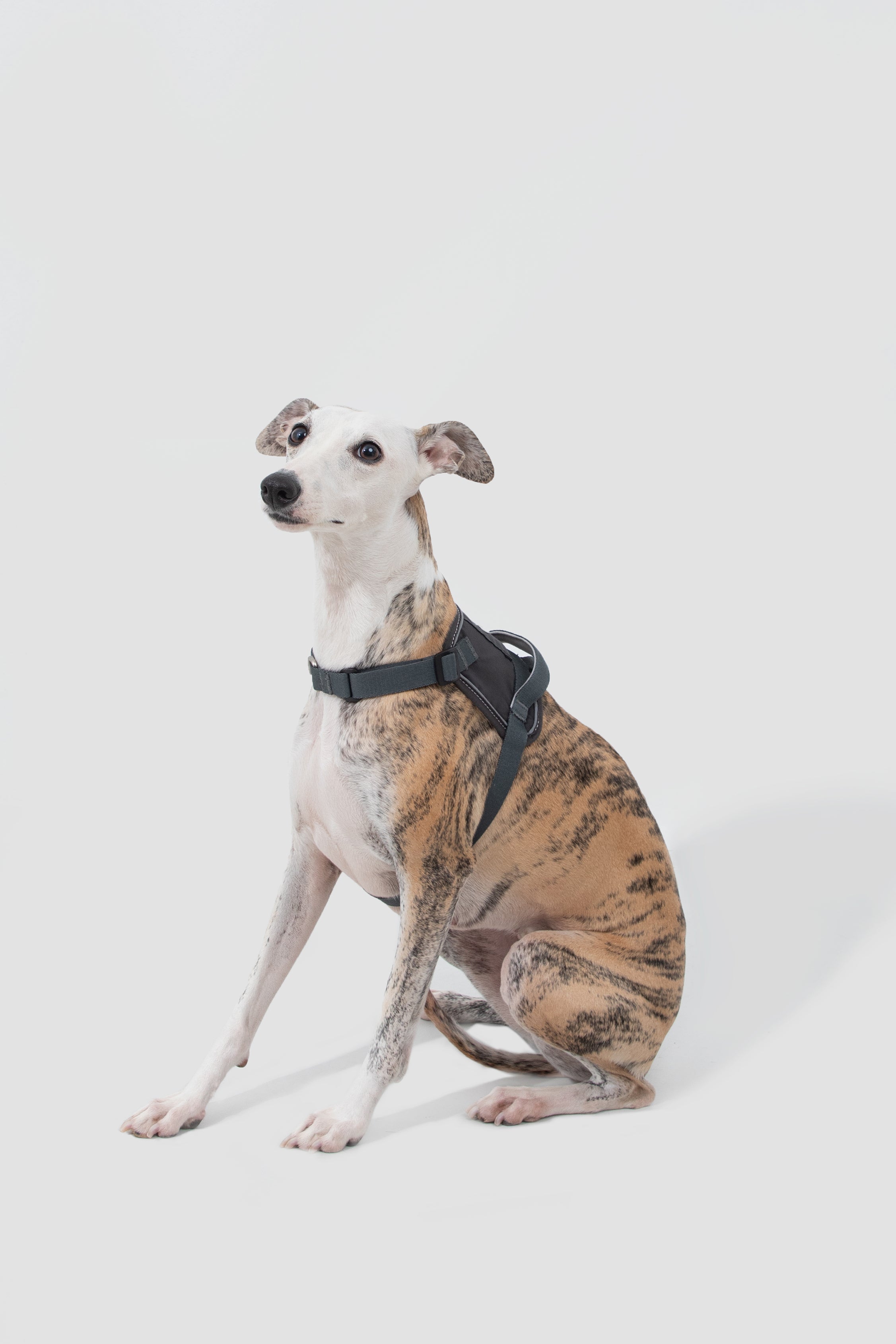 Valley series explosion-proof punching speed through dog chest and back