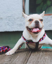 Rainbow Series Y-Shaped Chest and Back Harness