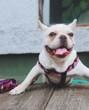 Rainbow Series Y-Shaped Chest and Back Harness
