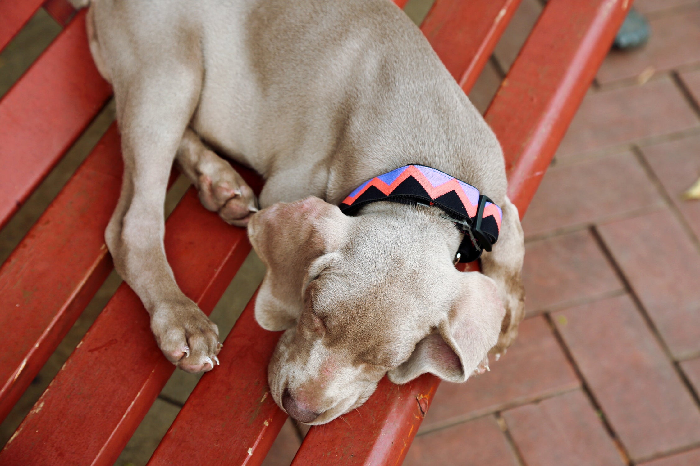 Rainbow Series - Collar