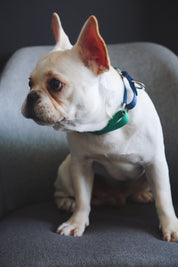 Rainbow Series - Color Contrasting Buffer Collar