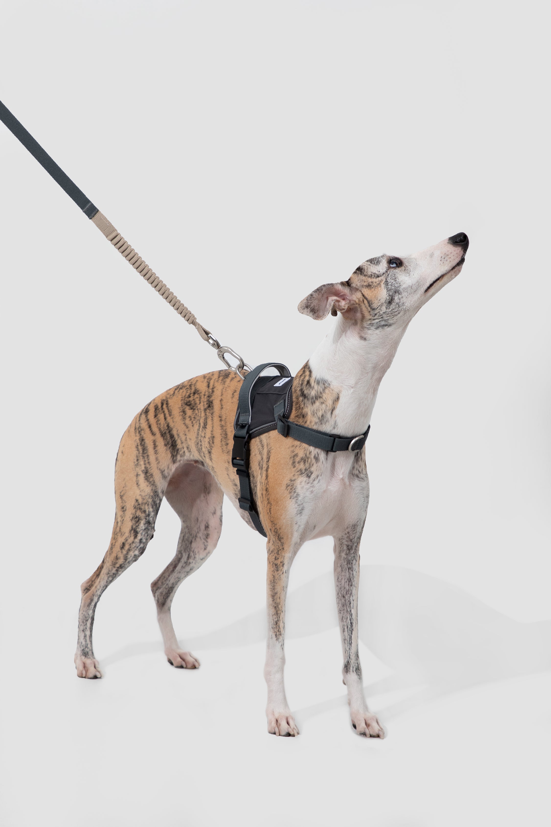 Valley series explosion-proof punching speed through dog chest and back