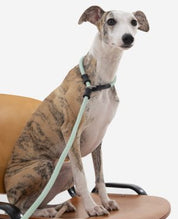 Pawsome Control Leash