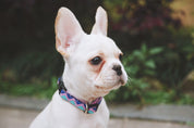 Rainbow Series - Collar