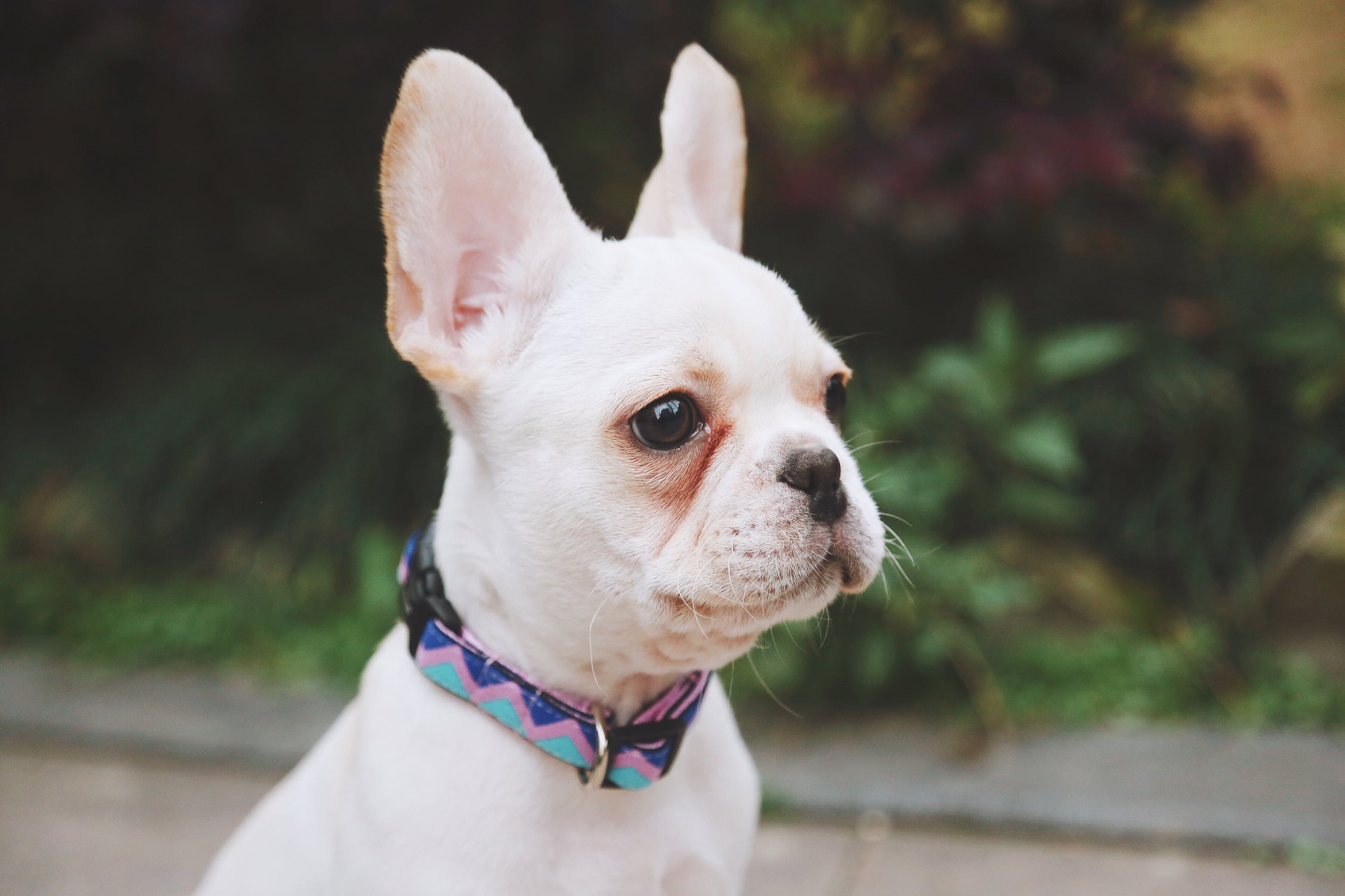 Rainbow Series - Collar