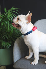 Rainbow Series - Color Contrasting Buffer Collar