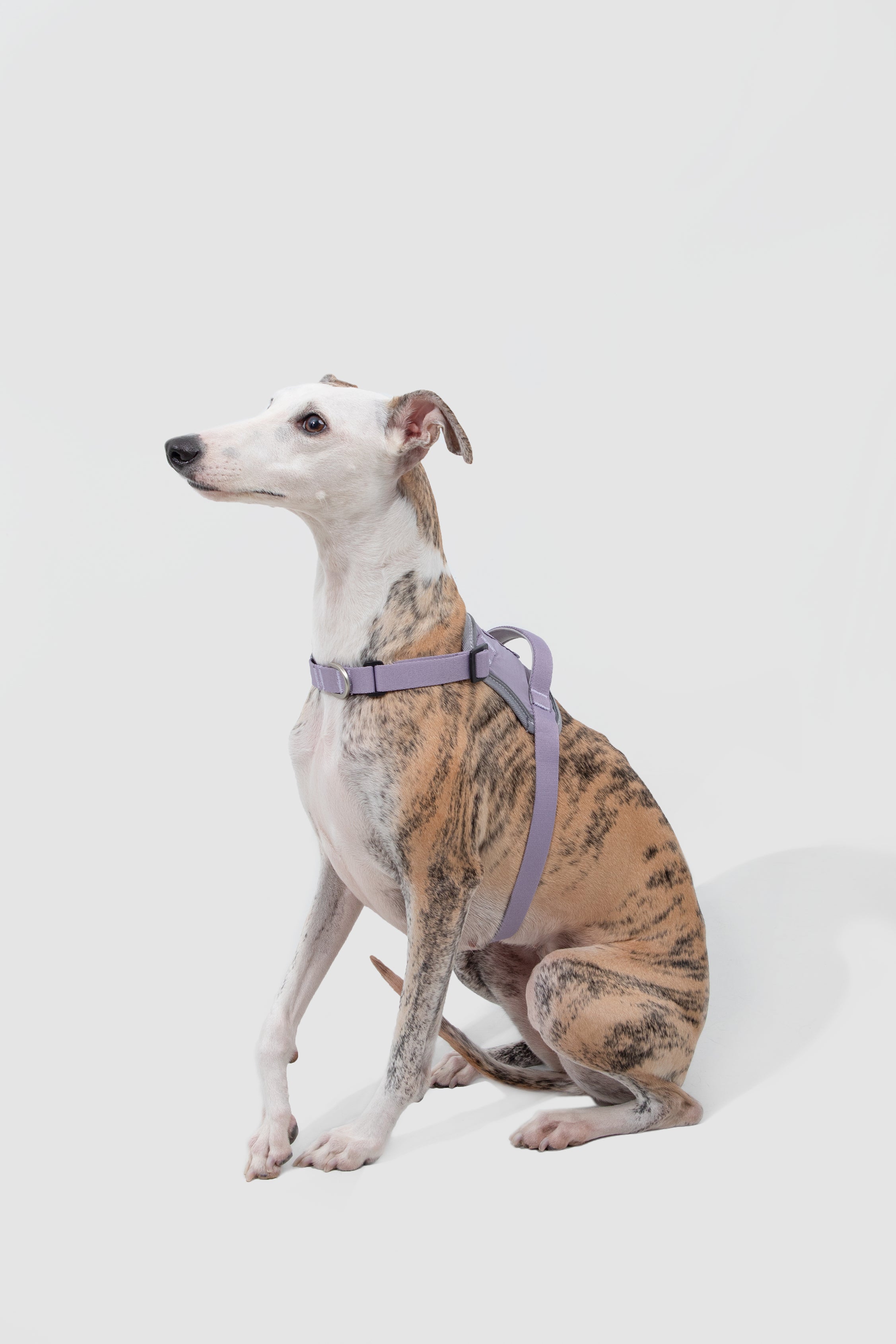 Valley series explosion-proof punching speed through dog chest and back