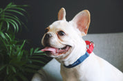 Rainbow Series - Color Contrasting Buffer Collar