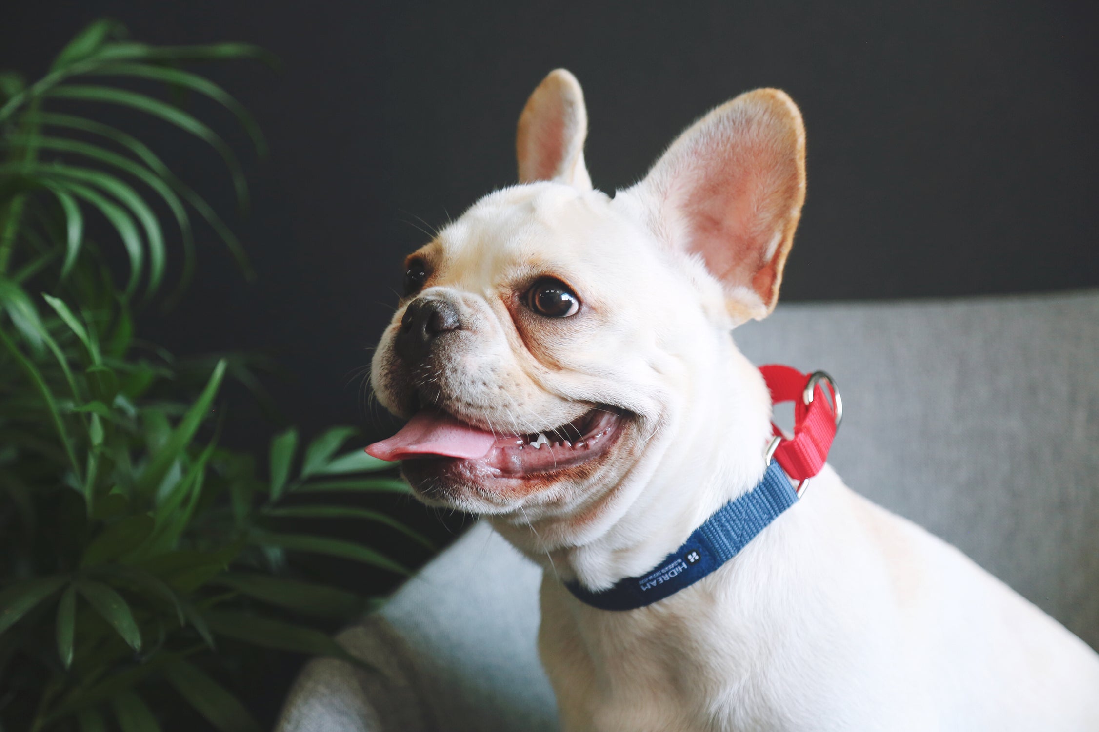 Rainbow Series - Color Contrasting Buffer Collar