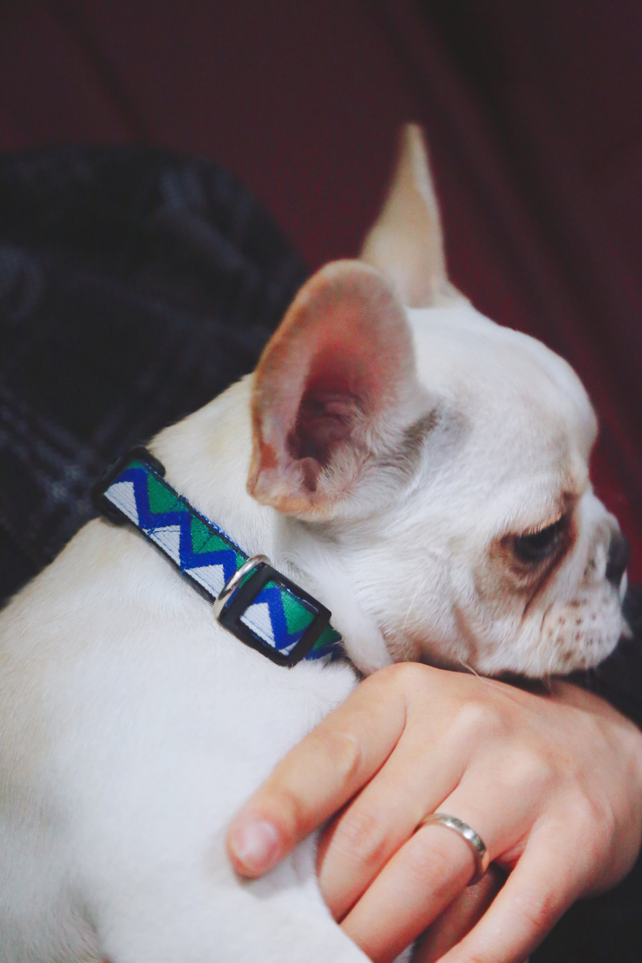 Rainbow Series - Collar