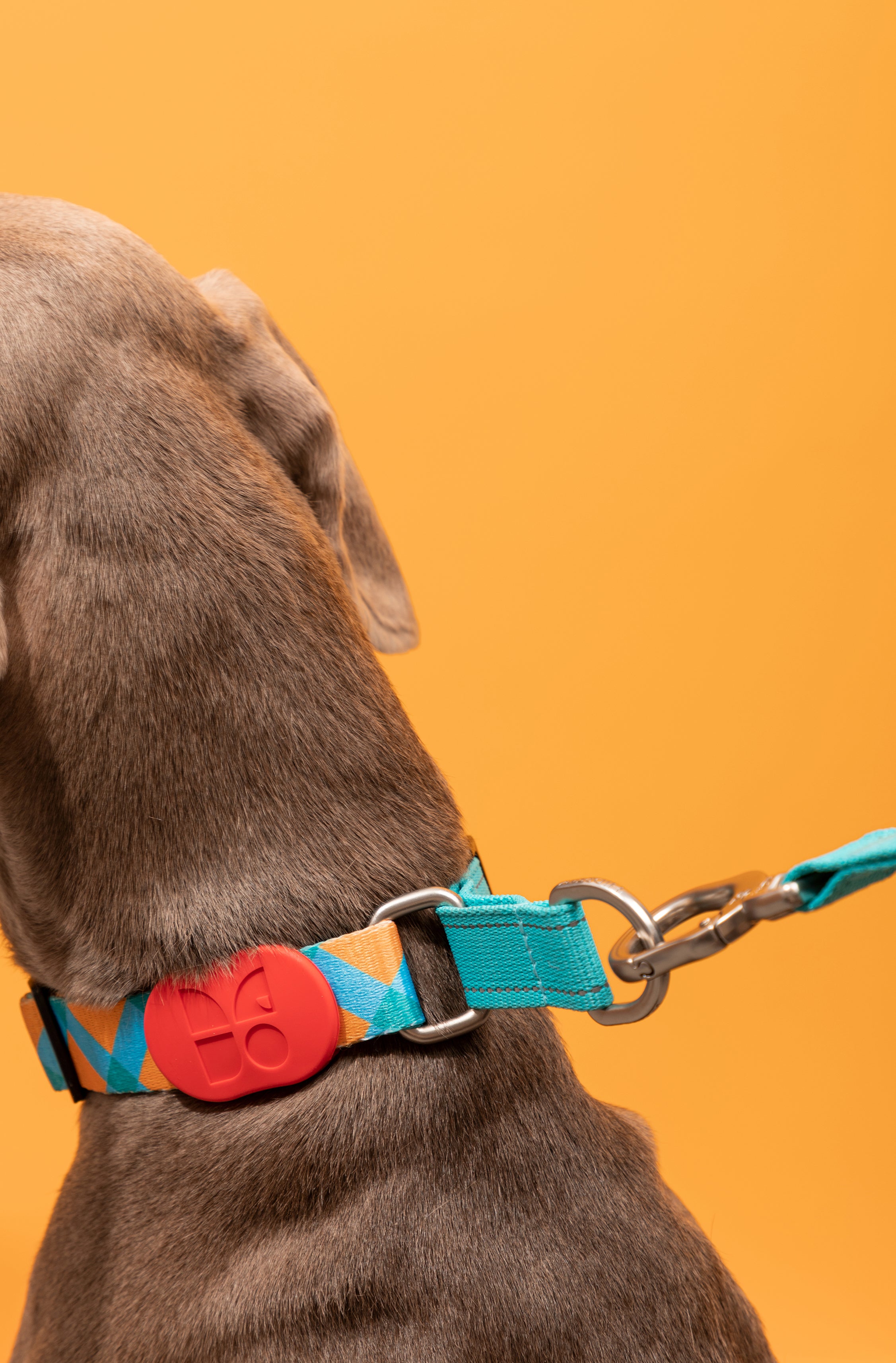Colorful PRO Series - Half P Explosion proof Punch Collar