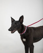 Rainbow Series Y-Shaped Chest and Back Harness