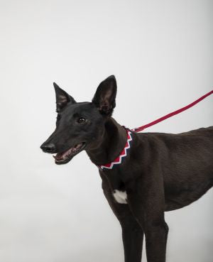 Rainbow Series Y-Shaped Chest and Back Harness