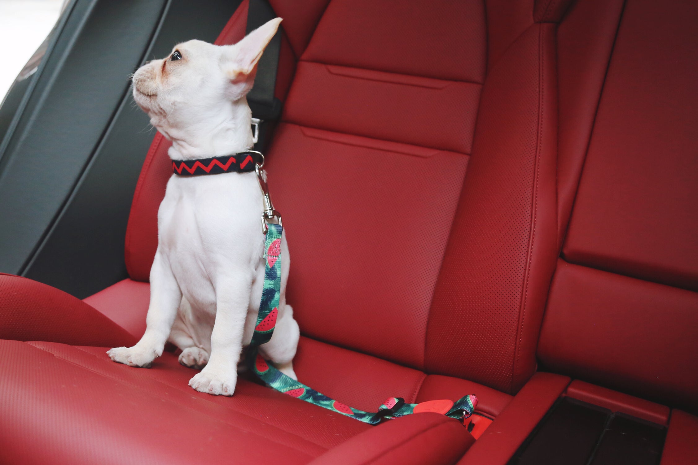 Colorful Series - Car Seat Belts