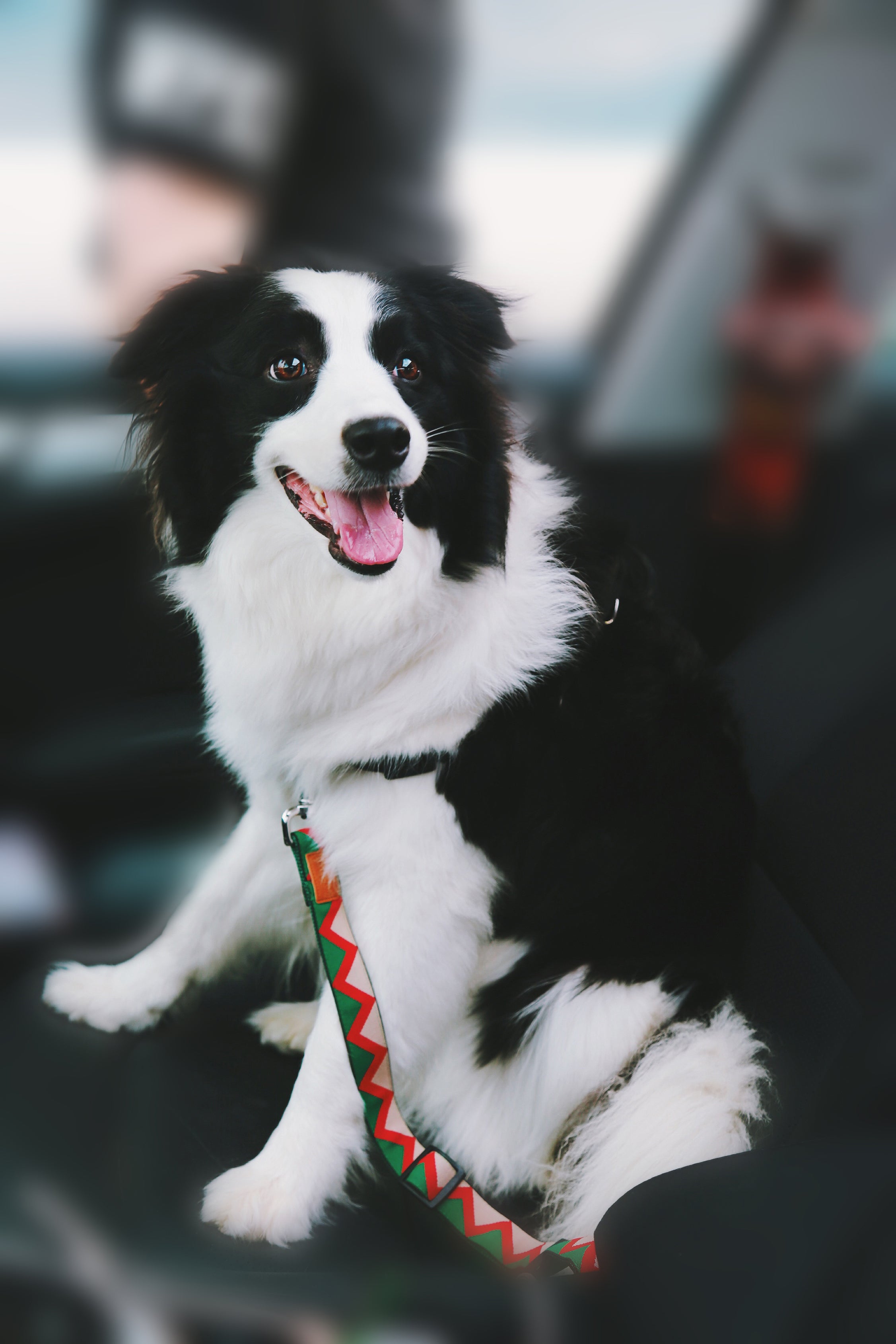 Rainbow Series - Car Seat Belts