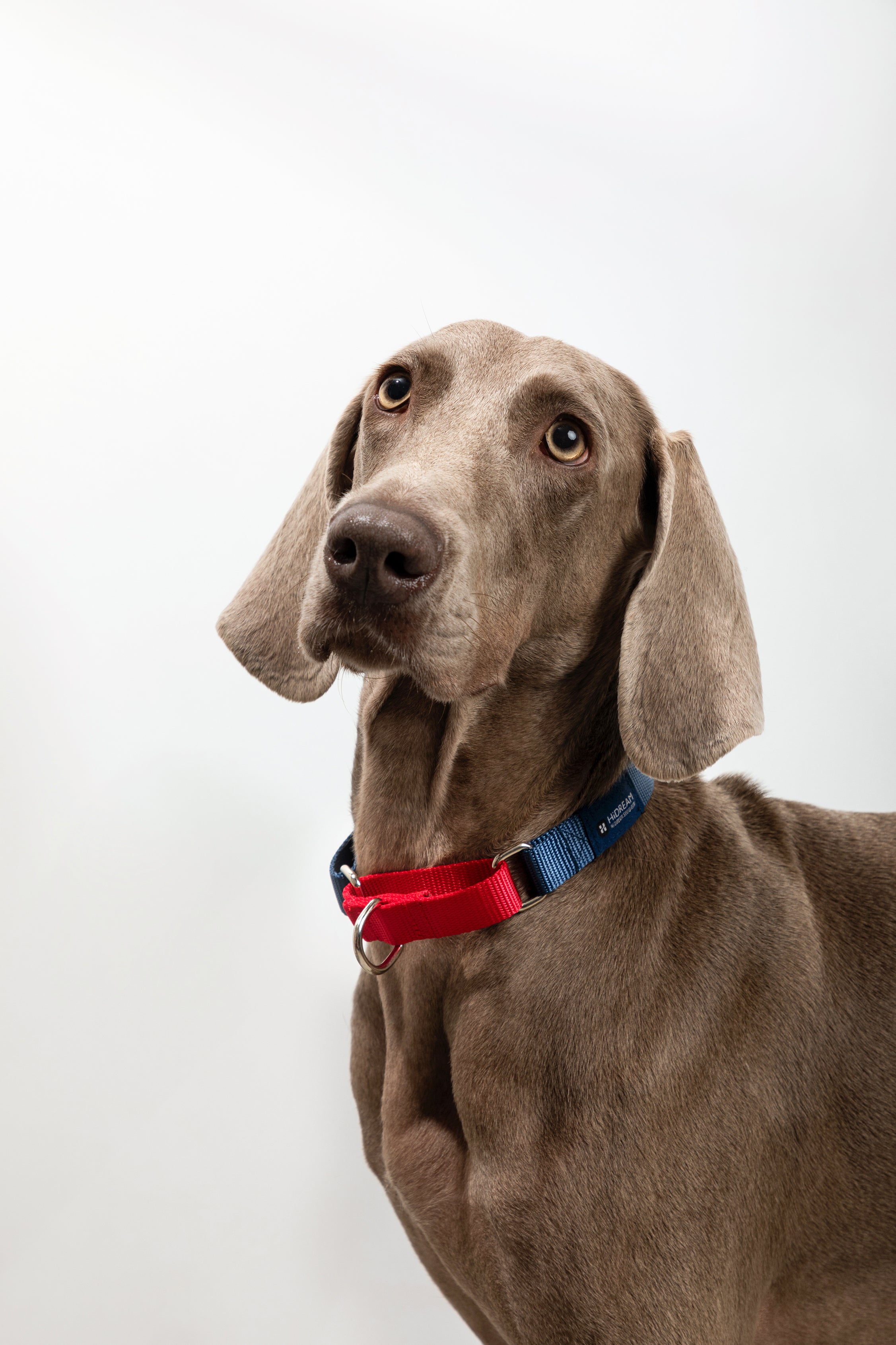 Rainbow Series - Color Contrasting Buffer Collar