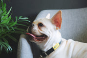 Rainbow Series - Color Contrasting Buffer Collar