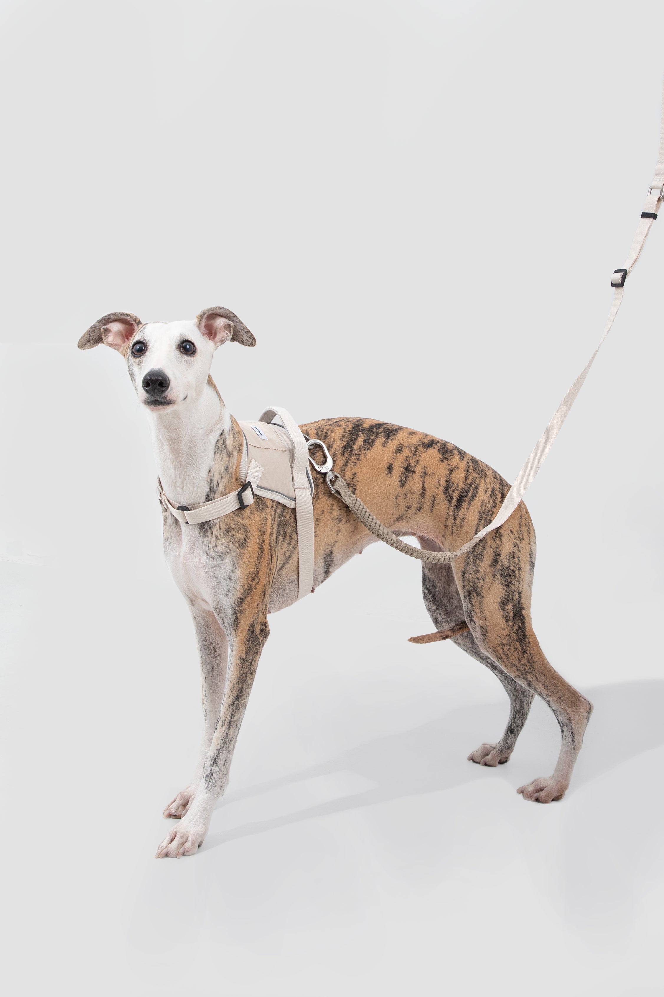 Valley series explosion-proof punching speed through dog chest and back