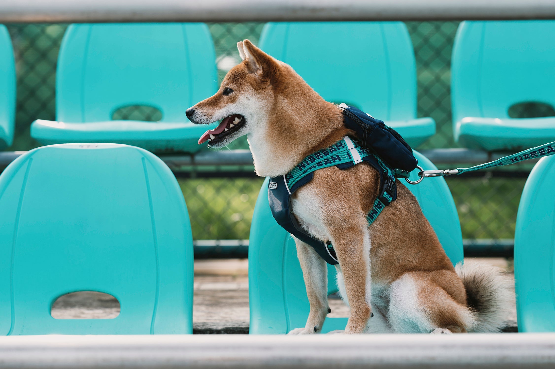 Bobo Series - Hug Pet Chest Strap