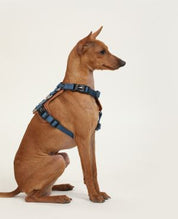 Urban Canine