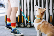 Colorful PRO Series - Multi functional Buffer Traction Rope