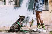 Colorful PRO Series - Multi functional Buffer Traction Rope