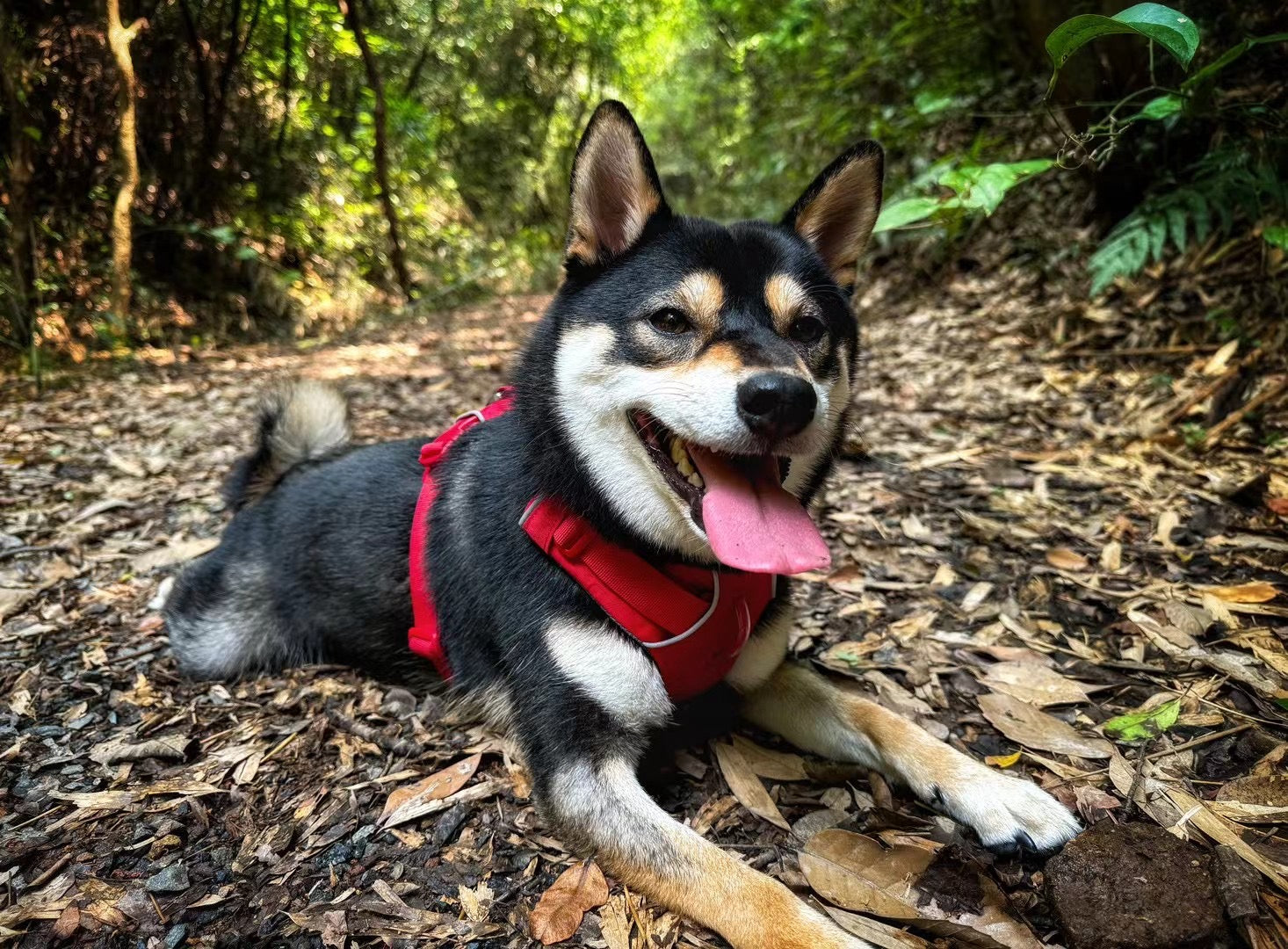 Aloha Paws Vest