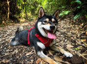 Aloha Paws Vest